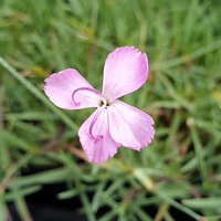 Dianthus freynii var. nana